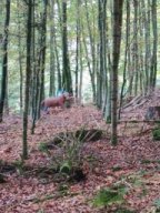 IMG_20251012_120854760